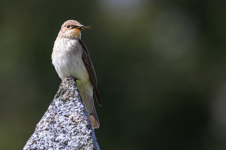 Spotted Flycatcher Muscicapa striata on rock with grasshopper in mouth